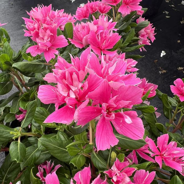 Soiree® 'Double Pink' - Catharanthus (Vinca) from Tidal Roots Garden Center Soiree® 'Double Pink' - Catharanthus (Vinca) from Tidal Roots Garden Center