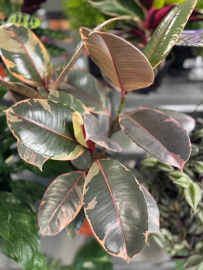 'Ruby' Rubber Tree - Ficus elastica from Tidal Roots Garden Center 'Ruby' Rubber Tree - Ficus elastica from Tidal Roots Garden Center
