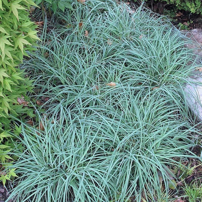 'Blue Zinger' Sedge - Carex glauca from Tidal Roots Garden Center 'Blue Zinger' Sedge - Carex glauca from Tidal Roots Garden Center
