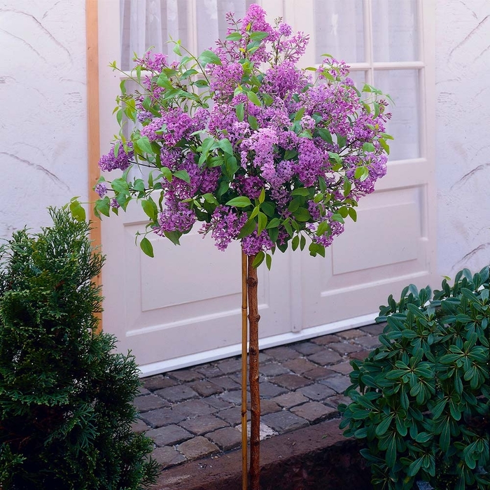 Bloomerang® 'Dark Purple' - Syringa (Reblooming Lilac) from Tidal Roots Garden Center