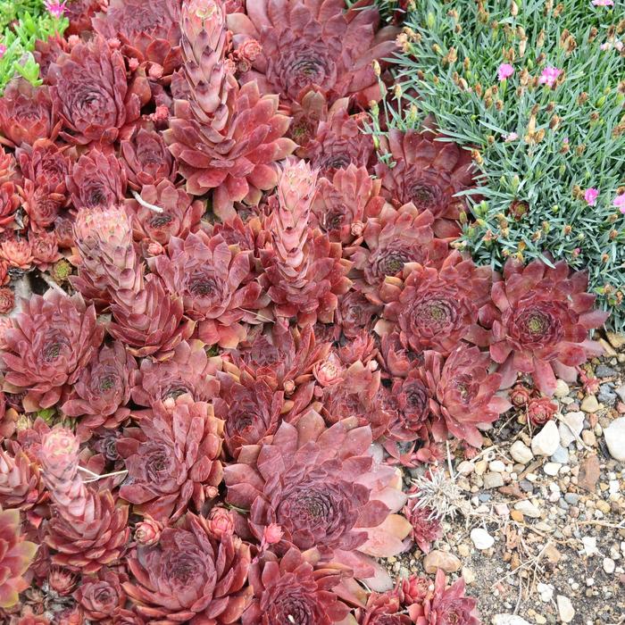 'Peggy' Hens and Chicks - Sempervivum from Tidal Roots Garden Center 'Peggy' Hens and Chicks - Sempervivum from Tidal Roots Garden Center