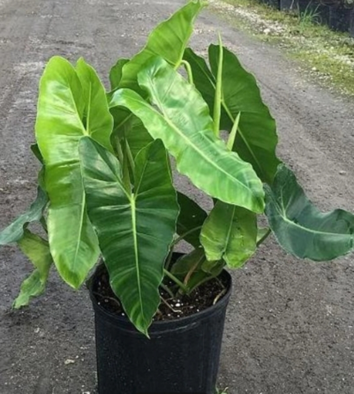 'Burle Marx' - Philodendron from Tidal Roots Garden Center