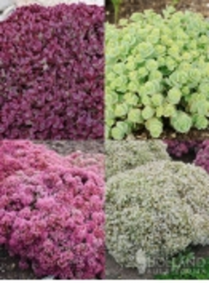 Assorted Stonecrop - Sedum from Tidal Roots Garden Center Assorted Stonecrop - Sedum from Tidal Roots Garden Center