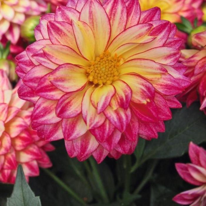 Hypnotica® 'Tropical Breeze Improved' - Dahlia hybrid from Tidal Roots Garden Center Hypnotica® 'Tropical Breeze Improved' - Dahlia hybrid from Tidal Roots Garden Center