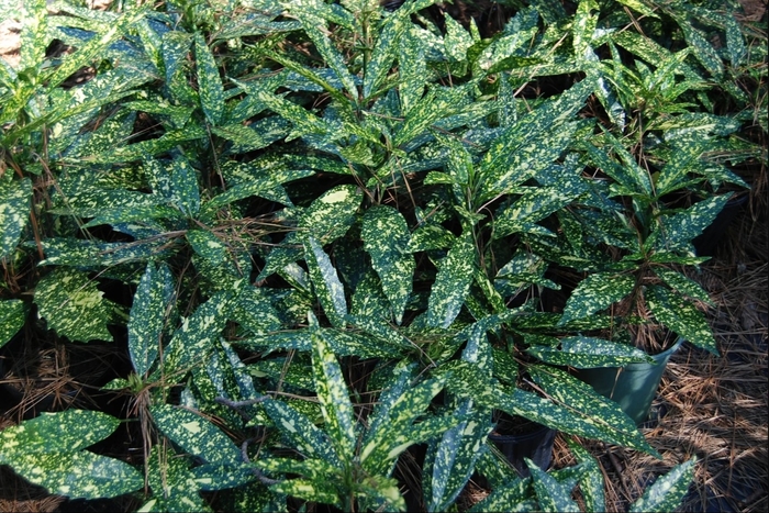 'Hosoba Hoshifu' Laurel - Aucuba japonica from Tidal Roots Garden Center