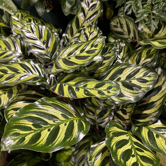'Lemon Lime' Prayer Plant - Maranta leuconeura from Tidal Roots Garden Center 'Lemon Lime' Prayer Plant - Maranta leuconeura from Tidal Roots Garden Center