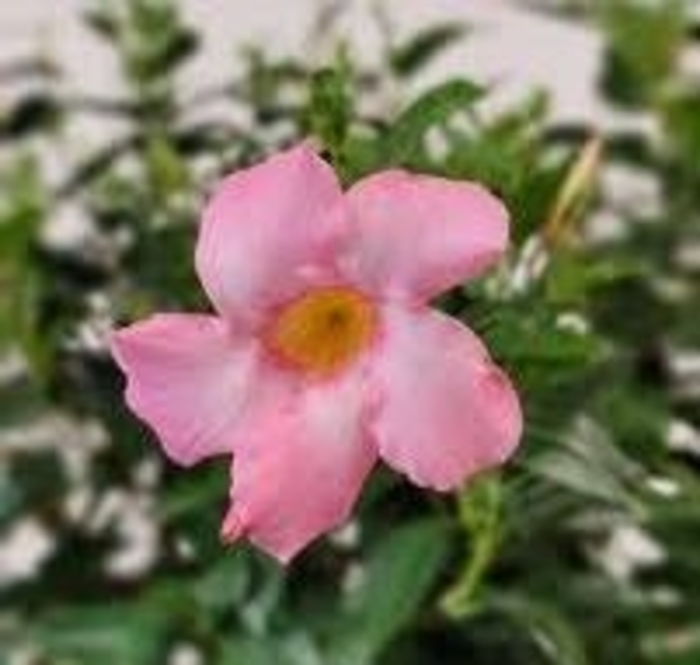 Pink Mandevilla - Mandevilla from Tidal Roots Garden Center Pink Mandevilla - Mandevilla from Tidal Roots Garden Center