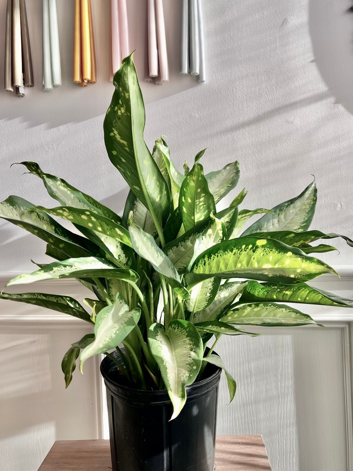 'Panther' Dumbcane - Dieffenbachia from Tidal Roots Garden Center 'Panther' Dumbcane - Dieffenbachia from Tidal Roots Garden Center