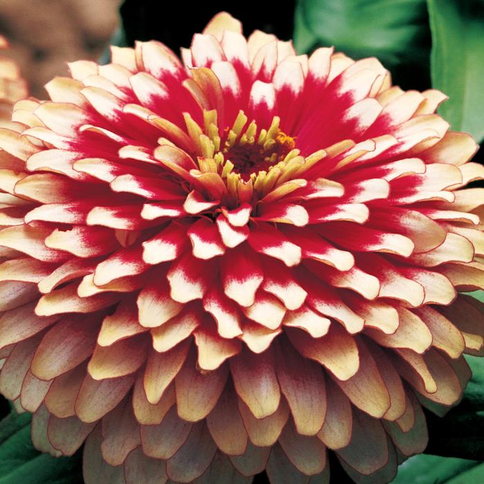 Swizzle™ Cherry and Ivory - Zinnia elegans from Tidal Roots Garden Center Swizzle™ Cherry and Ivory - Zinnia elegans from Tidal Roots Garden Center