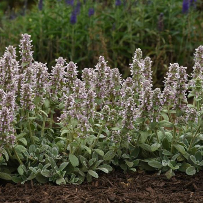 'Little Lamb' Lamb's Ear - Stachys byzantina from Tidal Roots Garden Center 'Little Lamb' Lamb's Ear - Stachys byzantina from Tidal Roots Garden Center