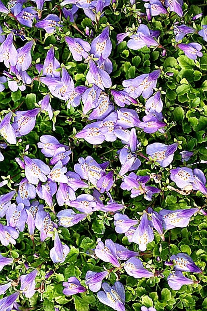 Mazus - Mazus reptans from Tidal Roots Garden Center Mazus - Mazus reptans from Tidal Roots Garden Center