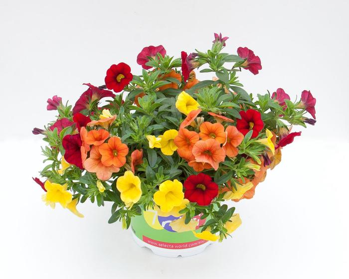 Trixi® 'Sunset' - Combination Planter from Tidal Roots Garden Center Trixi® 'Sunset' - Combination Planter from Tidal Roots Garden Center
