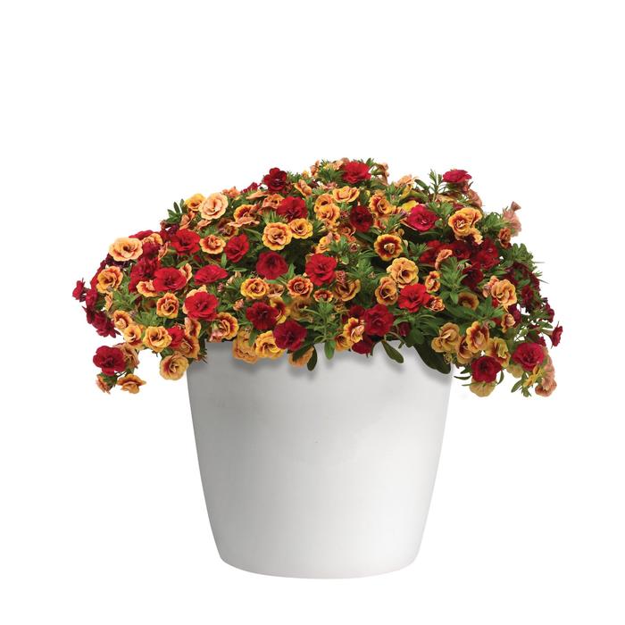 Trixi® 'Double the Heat' - Combination Planter from Tidal Roots Garden Center Trixi® 'Double the Heat' - Combination Planter from Tidal Roots Garden Center