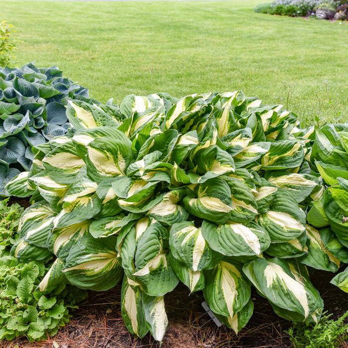 'Vulcan' Plantain Lily, Hosta - Hosta from Tidal Roots Garden Center 'Vulcan' Plantain Lily, Hosta - Hosta from Tidal Roots Garden Center