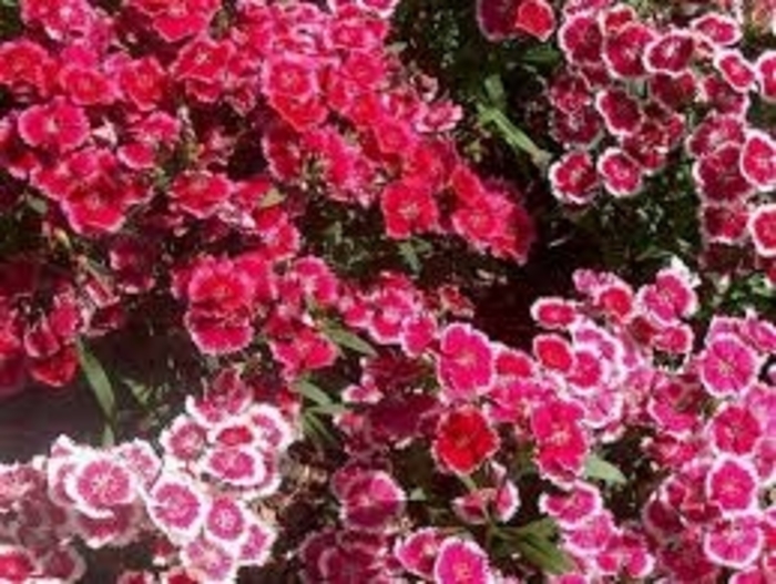 Coronet™ 'Mix' - Dianthus chinensis (Pinks) from Tidal Roots Garden Center Coronet™ 'Mix' - Dianthus chinensis (Pinks) from Tidal Roots Garden Center