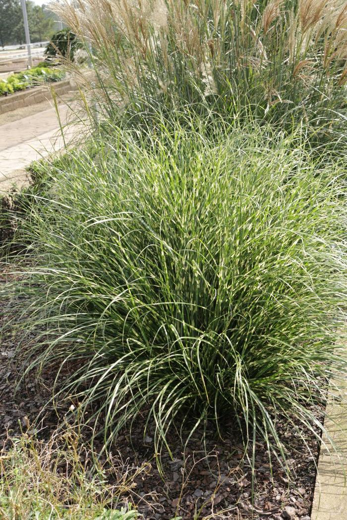 'Bandwidth' Japanese Silver Grass - Miscanthus sinensis from Tidal Roots Garden Center 'Bandwidth' Japanese Silver Grass - Miscanthus sinensis from Tidal Roots Garden Center