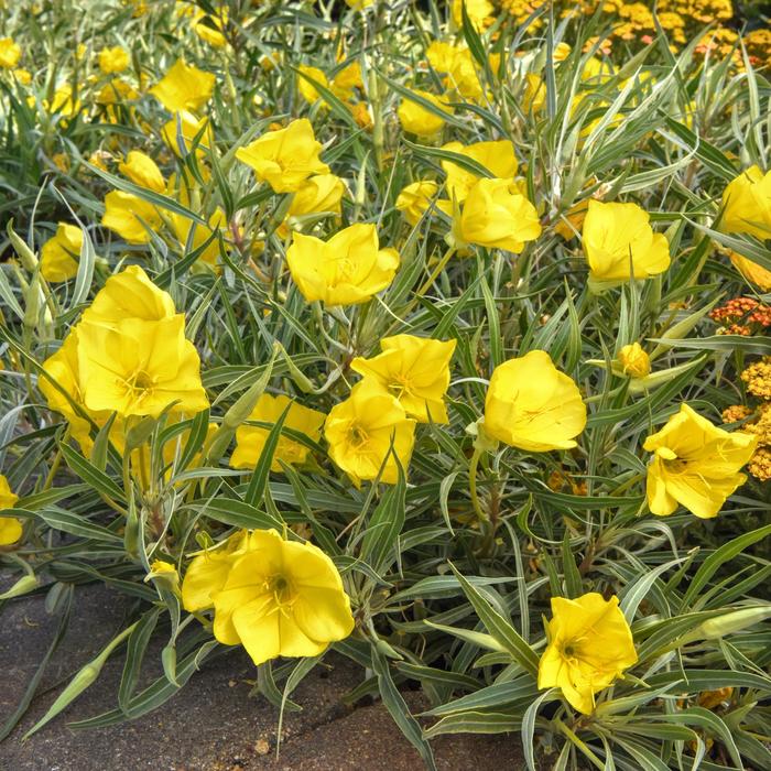 'Evening Sun' Ozark Sundrop - Oenothera missouriensis from Tidal Roots Garden Center 'Evening Sun' Ozark Sundrop - Oenothera missouriensis from Tidal Roots Garden Center