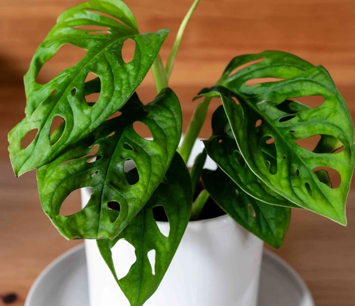 Swiss Cheese Plant - Monstera deliciosa from Tidal Roots Garden Center Swiss Cheese Plant - Monstera deliciosa from Tidal Roots Garden Center