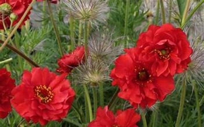 'Double Bloody Mary' - Geum from Tidal Roots Garden Center 'Double Bloody Mary' - Geum from Tidal Roots Garden Center