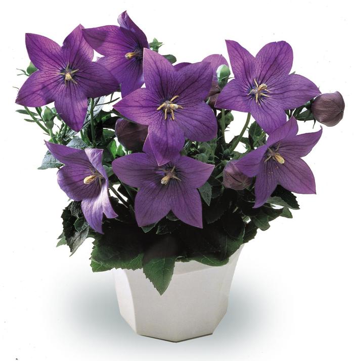 'Astra Blue' Balloon Flower - Platycodon grandiflorus from Tidal Roots Garden Center 'Astra Blue' Balloon Flower - Platycodon grandiflorus from Tidal Roots Garden Center