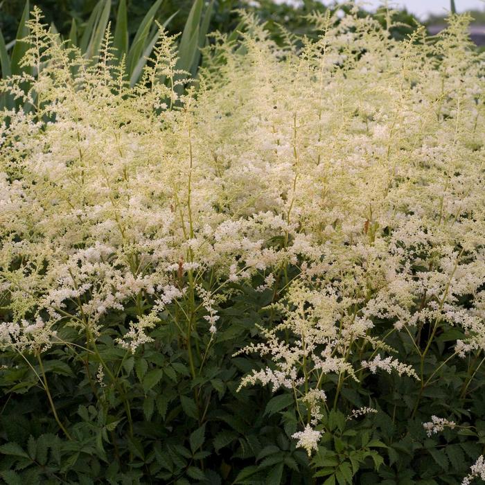 'Bridal Veil®' False Spirea - Astilbe x arendsii from Tidal Roots Garden Center 'Bridal Veil®' False Spirea - Astilbe x arendsii from Tidal Roots Garden Center