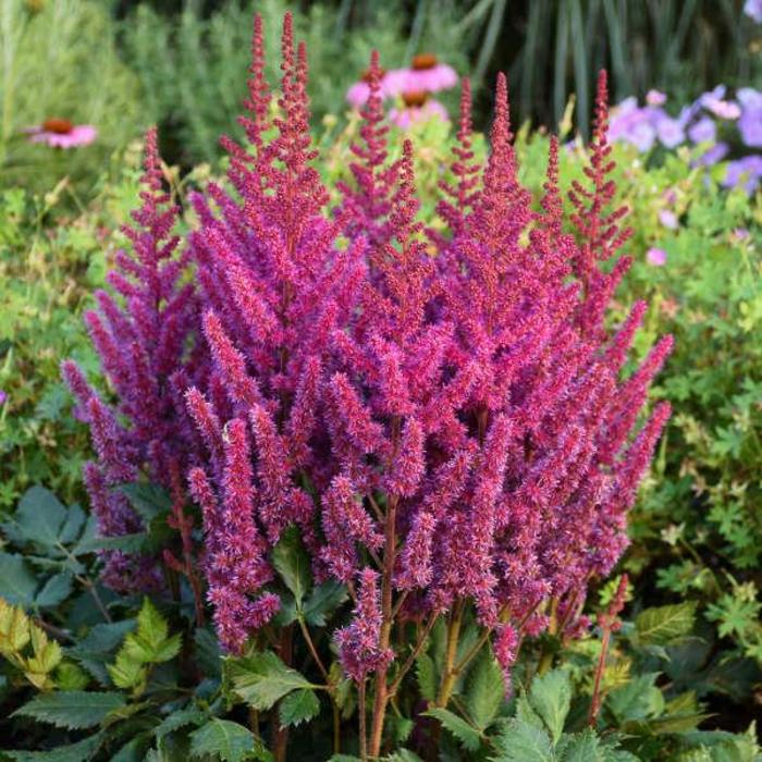 'Visions' Chinese Astilbe - Astilbe chinensis from Tidal Roots Garden Center 'Visions' Chinese Astilbe - Astilbe chinensis from Tidal Roots Garden Center