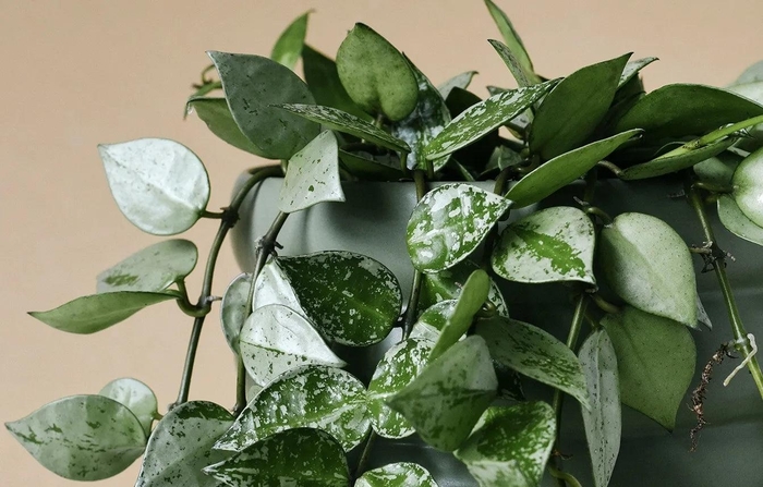 'Multiple Varieties' Wax Plant - Hoya from Tidal Roots Garden Center 'Multiple Varieties' Wax Plant - Hoya from Tidal Roots Garden Center