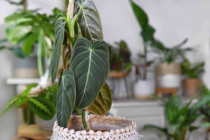 Black Gold Philodendron - Philodendron melanochrysum from Tidal Roots Garden Center