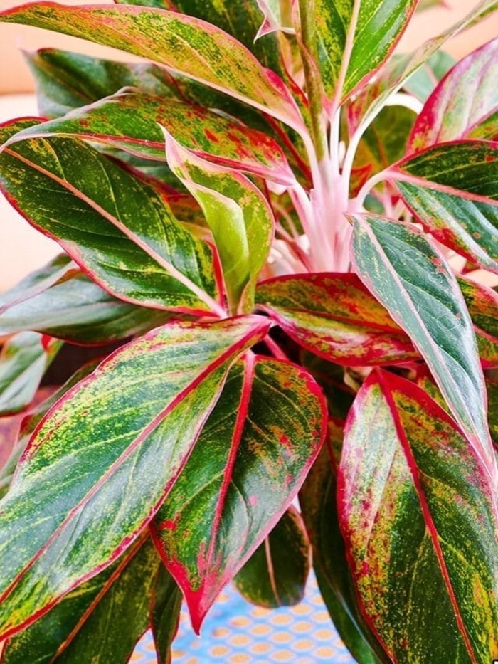 Chinese Evergreen - Aglaonema from Tidal Roots Garden Center Chinese Evergreen - Aglaonema from Tidal Roots Garden Center