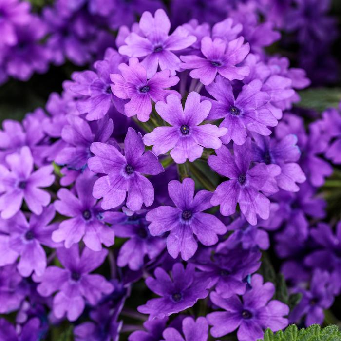 Superbena ® Cobalt - Verbena from Tidal Roots Garden Center Superbena ® Cobalt - Verbena from Tidal Roots Garden Center