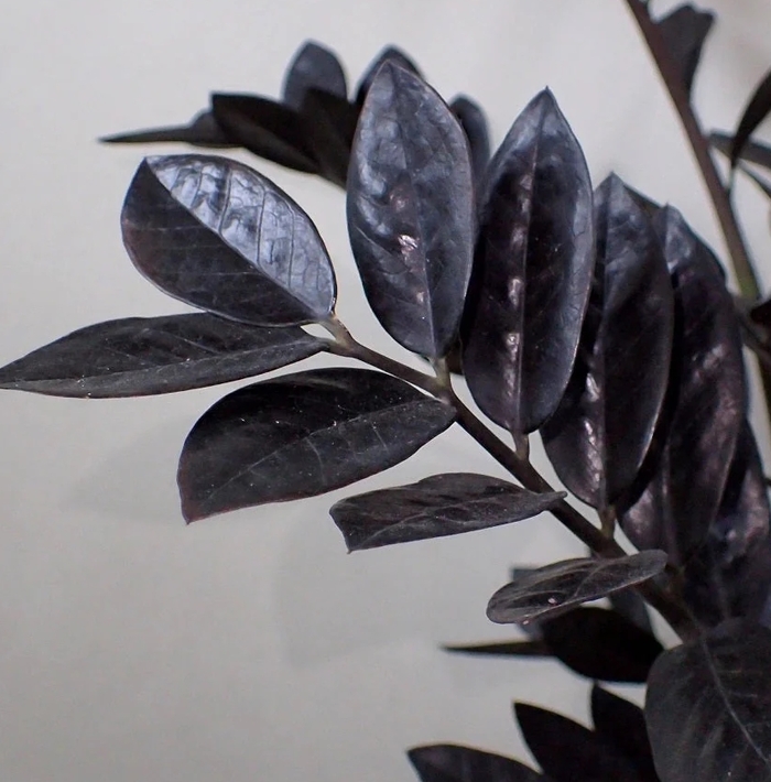 ZZ Plant - Zamioculcas zamiifolia from Tidal Roots Garden Center ZZ Plant - Zamioculcas zamiifolia from Tidal Roots Garden Center