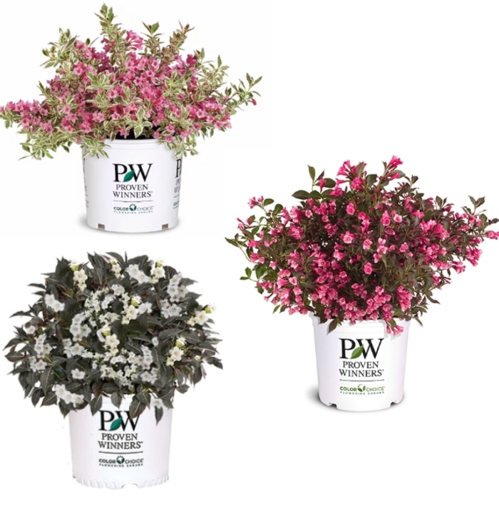 Multiple Varieties - Weigela from Tidal Roots Garden Center Multiple Varieties - Weigela from Tidal Roots Garden Center