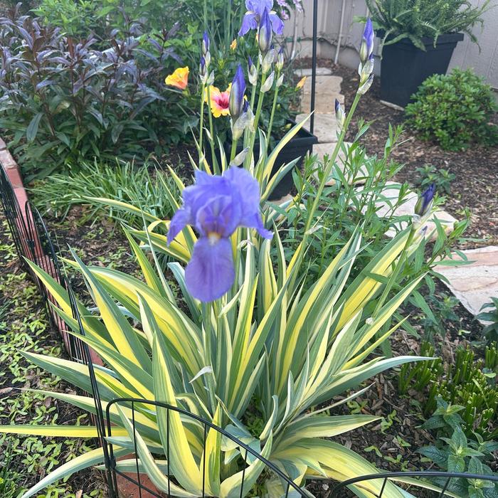Variegated Sweet Iris - Iris pallida 'Aureovariegata' from Tidal Roots Garden Center Variegated Sweet Iris - Iris pallida 'Aureovariegata' from Tidal Roots Garden Center