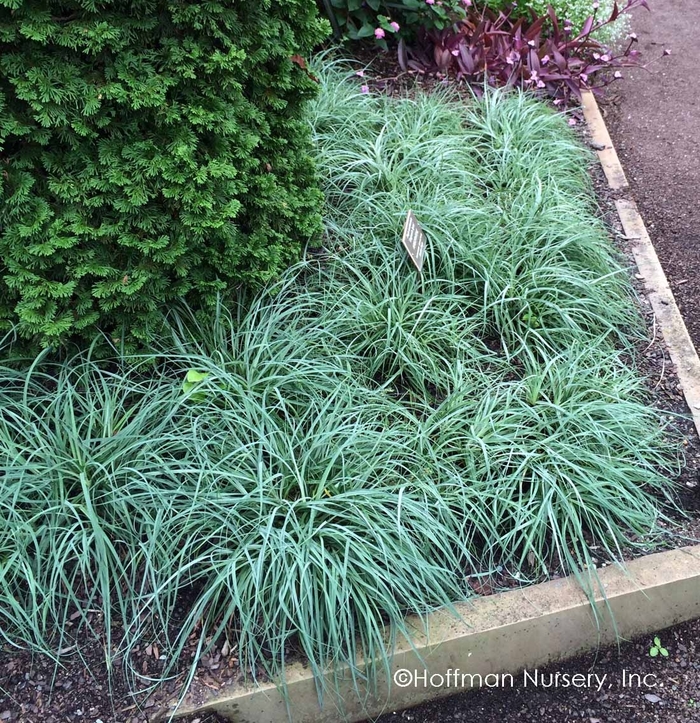 'Blue Zinger' Sedge - Carex glauca from Tidal Roots Garden Center 'Blue Zinger' Sedge - Carex glauca from Tidal Roots Garden Center