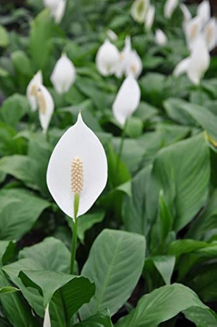 'Multiple Varieties' Peace Lily - Spathiphyllum from Tidal Roots Garden Center 'Multiple Varieties' Peace Lily - Spathiphyllum from Tidal Roots Garden Center