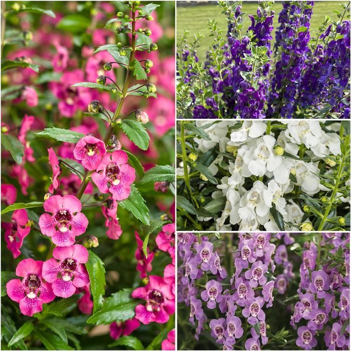 Angelface® Snapdragons - Angelonia (Summer Snapdragon) from Tidal Roots Garden Center Angelface® Snapdragons - Angelonia (Summer Snapdragon) from Tidal Roots Garden Center