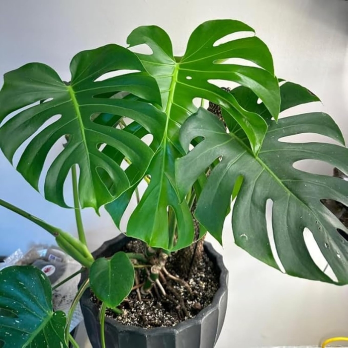 Swiss Cheese Plant - Monstera deliciosa from Tidal Roots Garden Center Swiss Cheese Plant - Monstera deliciosa from Tidal Roots Garden Center