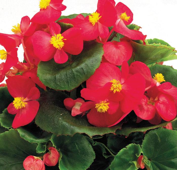 'Ambassador Rose' - Begonia semperflorens (Wax Begonia) from Tidal Roots Garden Center 'Ambassador Rose' - Begonia semperflorens (Wax Begonia) from Tidal Roots Garden Center