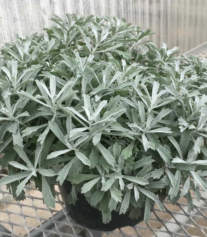 'Garden Ghost™' Wormwood - Artemisia from Tidal Roots Garden Center 'Garden Ghost™' Wormwood - Artemisia from Tidal Roots Garden Center