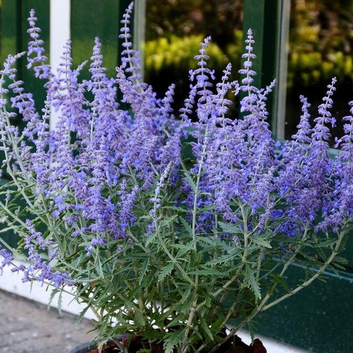 'Lacey Blue' Russian Sage - Perovskia atriplicifolia from Tidal Roots Garden Center 'Lacey Blue' Russian Sage - Perovskia atriplicifolia from Tidal Roots Garden Center