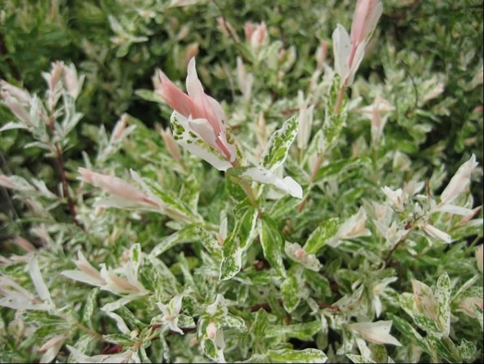 'Hakuro-Nishiki' Dappled Willow - Salix integra from Tidal Roots Garden Center 'Hakuro-Nishiki' Dappled Willow - Salix integra from Tidal Roots Garden Center
