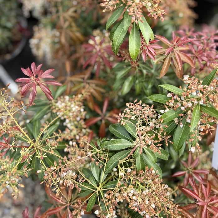 'Dorothy Wycoff' Pieris - Pieris japonica from Tidal Roots Garden Center 'Dorothy Wycoff' Pieris - Pieris japonica from Tidal Roots Garden Center