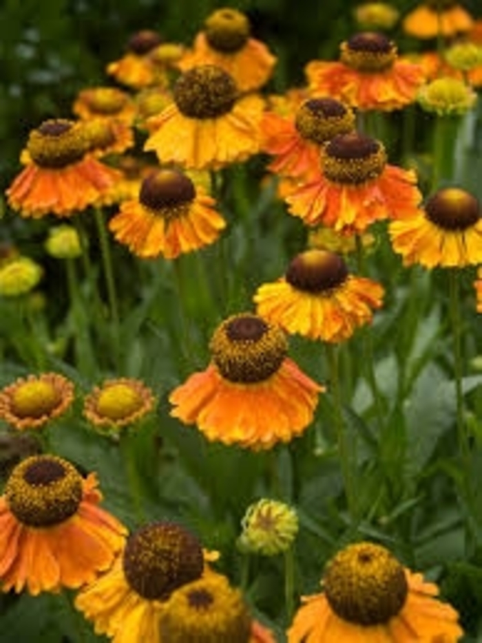 'Mardi Gras' Sneezeweed - Helenium from Tidal Roots Garden Center 'Mardi Gras' Sneezeweed - Helenium from Tidal Roots Garden Center