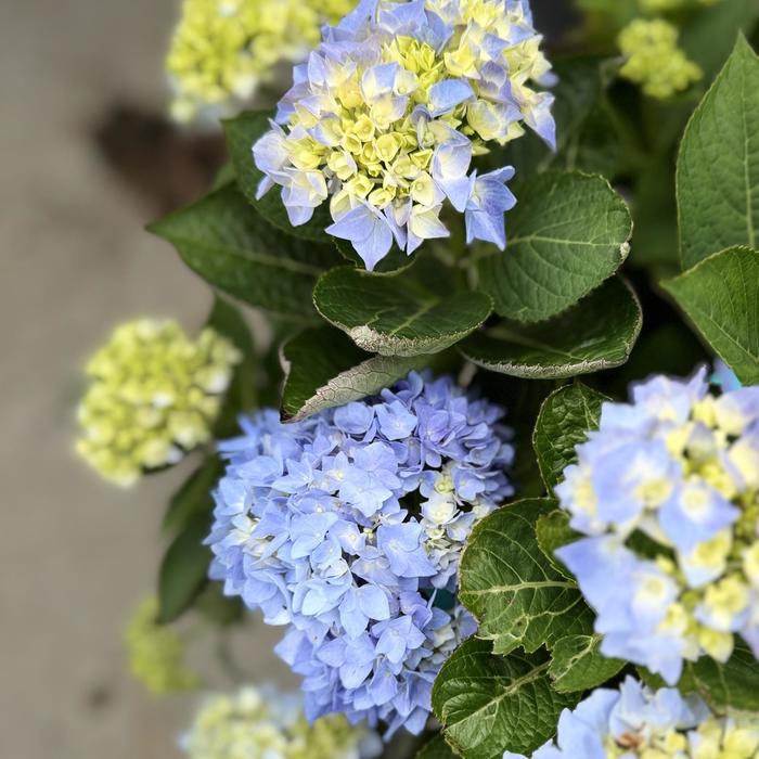 Let's Dance® 'Blue Jangles®' - Hydrangea macrophylla (Reblooming Hydrangea) from Tidal Roots Garden Center Let's Dance® 'Blue Jangles®' - Hydrangea macrophylla (Reblooming Hydrangea) from Tidal Roots Garden Center