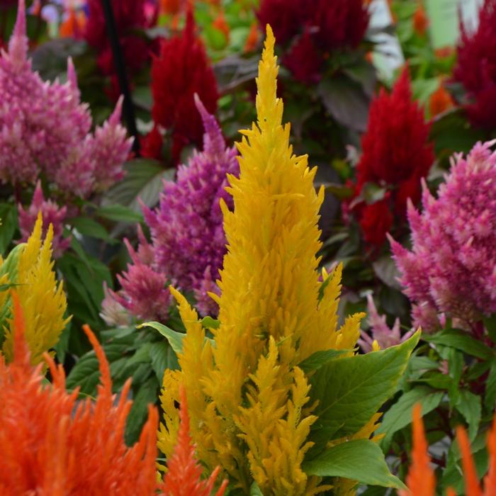 Fresh Look Series - Celosia argentea plumosa (Cockscomb) from Tidal Roots Garden Center Fresh Look Series - Celosia argentea plumosa (Cockscomb) from Tidal Roots Garden Center