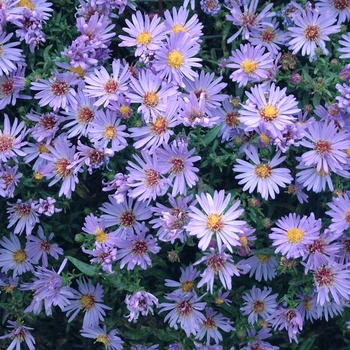 Aster novi-belgii - 'Wood's Light Blue' Aster-New York