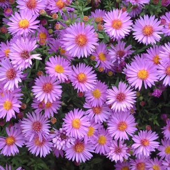 Aster novi-belgii - 'Wood's Purple' Aster-New York