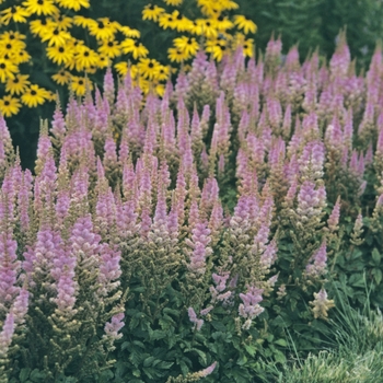 Astilbe chinensis - 'Pumila' Astilbe-Chinese Dwarf