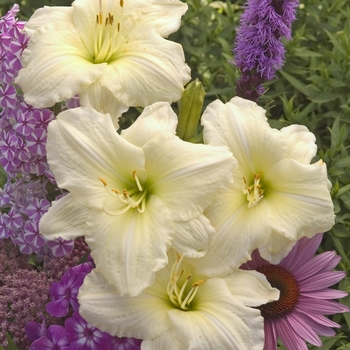 Hemerocallis - 'Joan Senior' Daylily-Designer