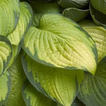 Hosta - 'Gold Standard' Hosta, Plantain Lily